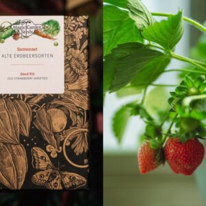 Magic Garden Seeds - Old Strawberry Species
